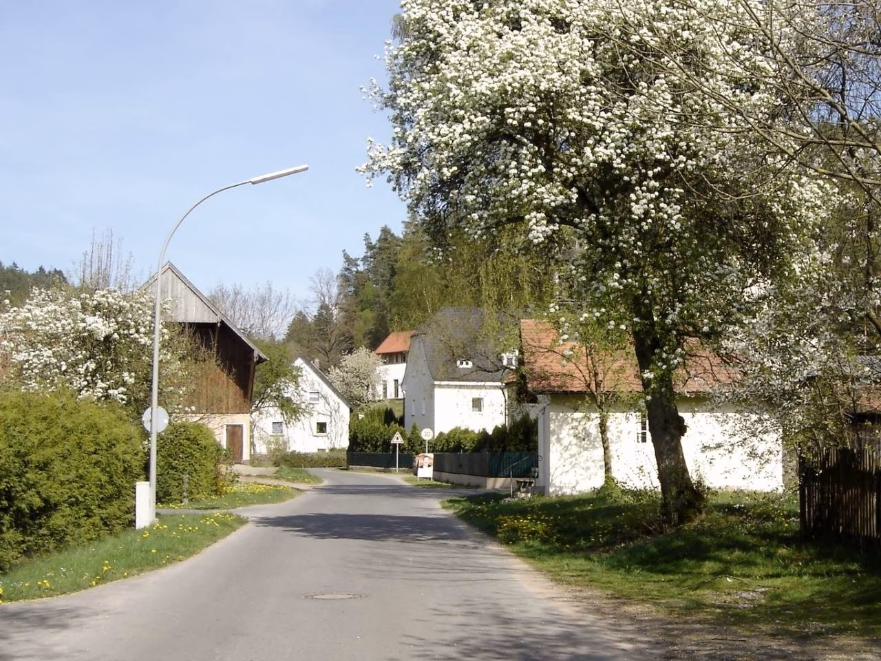 Dorfstraße in Döllnitz im Frühling mit blühenden Obstbäumen