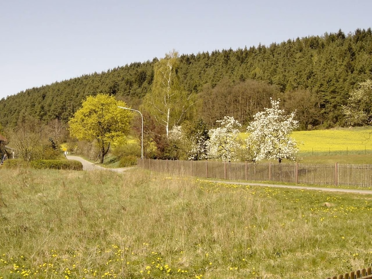 Frühlingswiese mit blühenden Bäumen unter dem Wald