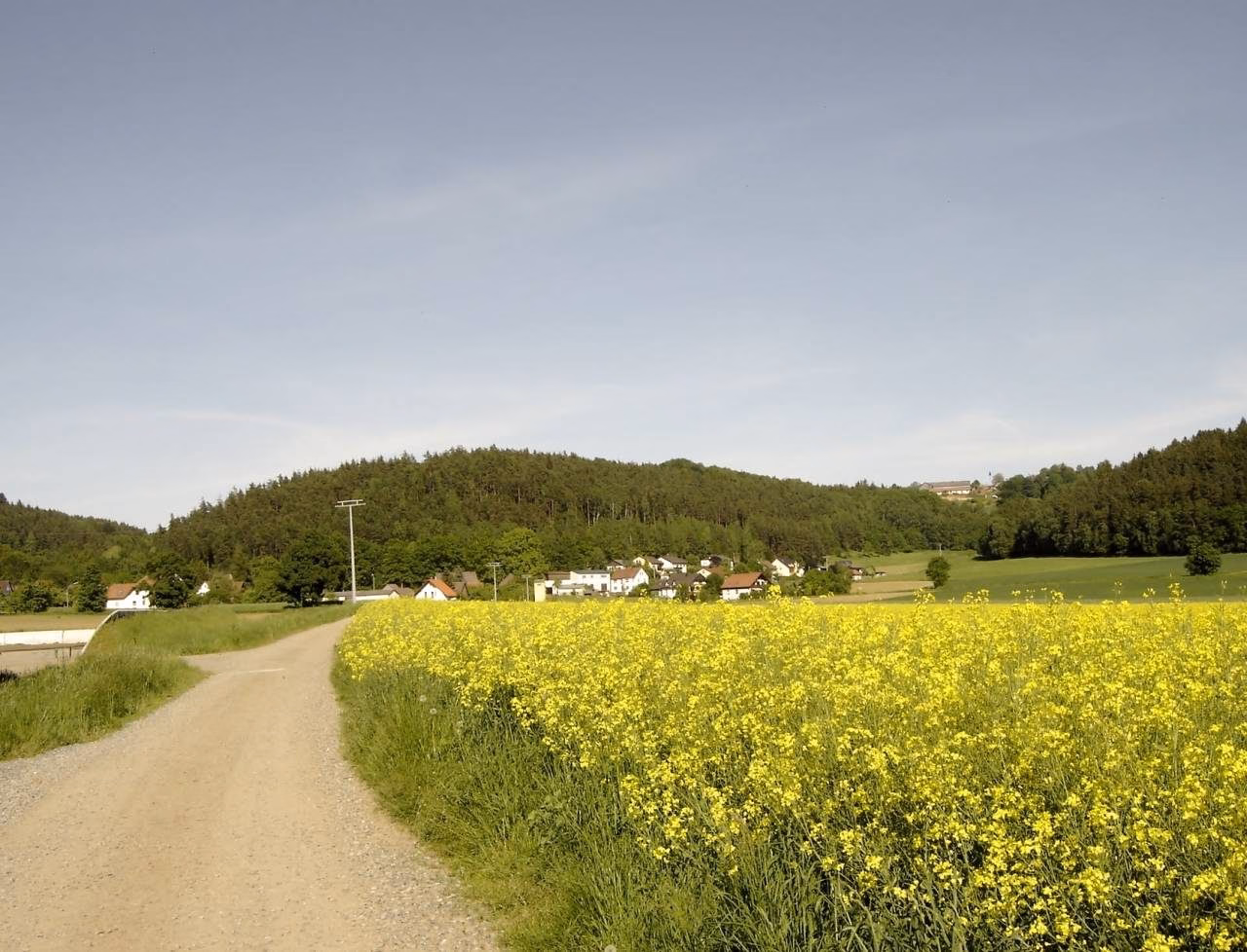 Blühendes Rapsfeld, dahinter Döllnitz am Waldrand
